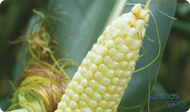 Zdjęcie 1 - Kukurydza