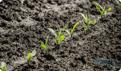 Zdjęcie 2 - Kukurydza