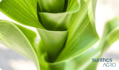 Zdjęcie 3 - Kukurydza