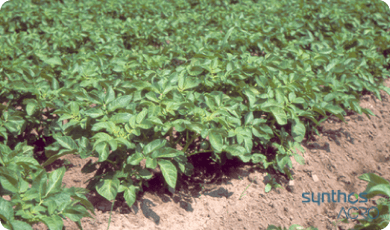 Zdjęcie 1 - Ziemniaki