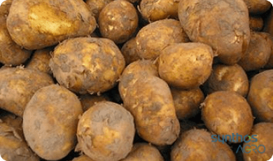 Zdjęcie 2 - Ziemniaki