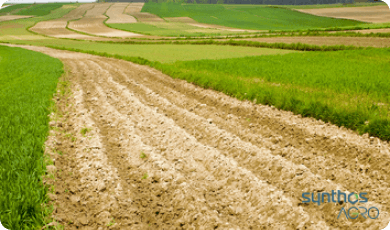 Zdjęcie 3 - Ziemniaki